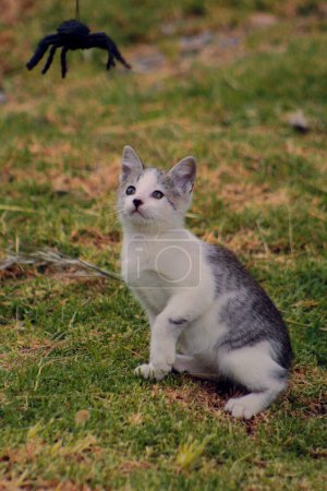 Téléchargez les photos : Belle vue rapprochée du petit chaton - en image libre de droit