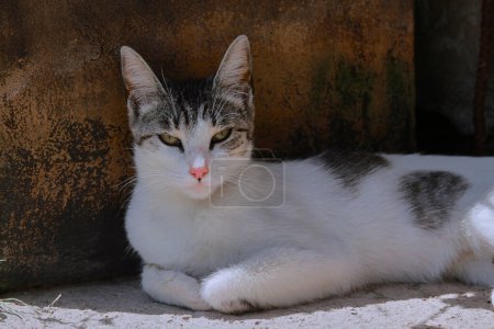 Téléchargez les photos : Belle vue rapprochée du petit chat - en image libre de droit