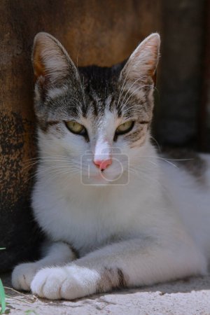 Foto de Bonito de cerca vista de poco gatito - Imagen libre de derechos