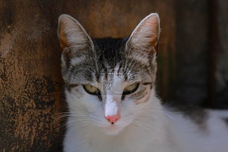 Téléchargez les photos : Belle vue rapprochée petit chat - en image libre de droit