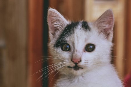 Téléchargez les photos : Belle vue rapprochée du petit chaton - en image libre de droit