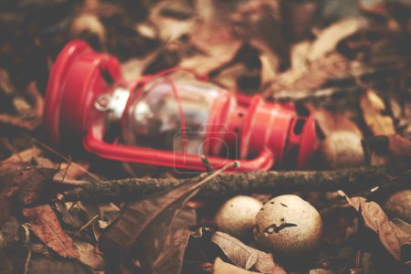 Téléchargez les photos : Lampe rouge dans les feuilles tombées - en image libre de droit