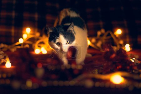 Téléchargez les photos : Noël et nouvel an chat animal de compagnie - en image libre de droit