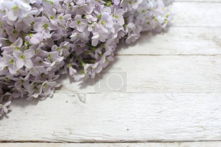 Téléchargez les photos : Fleur de coucou sur des planches en bois - en image libre de droit