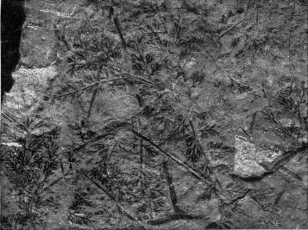 Photo for Rest of the fern fan of the lower Carboniferian formation - Royalty Free Image