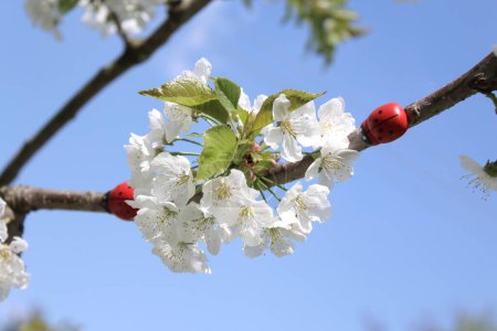 Téléchargez les photos : Coccinelles sur un cerisier en fleurs - en image libre de droit