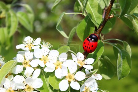 Foto de Ladybug en un árbol de pera floreciente - Imagen libre de derechos