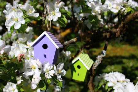 birdhouses in a blossoming pear tree