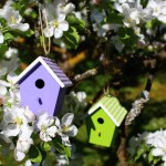 Birdhouses in a blossoming pear tree