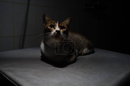 Foto de El gato tailandés yace bajo la luz - Imagen libre de derechos