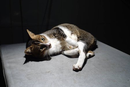 The thai cat lay down