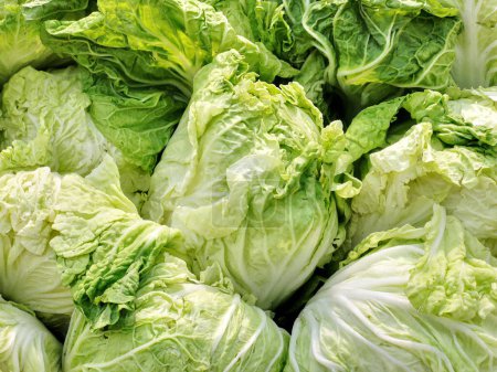 Photo for Vegetables Fresh chinese cabbage in the market. - Royalty Free Image