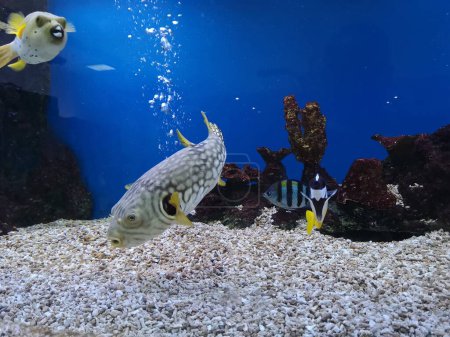 Foto de Hermoso pez criado en un tanque de vidrio en el acuario. - Imagen libre de derechos