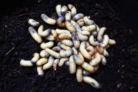 Foto de Larvas de rosales en la pila de compost - Imagen libre de derechos