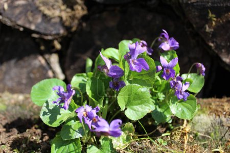 Téléchargez les photos : Violettes dans le jardin. Beau fond floral - en image libre de droit