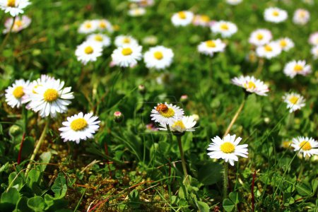 Foto de Hermosas flores en el prado, flores de margarita de verano - Imagen libre de derechos