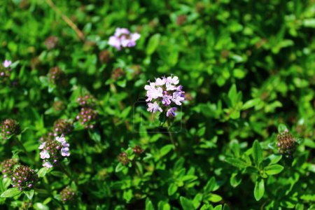 Photo for Blooming thyme in the garden - Royalty Free Image