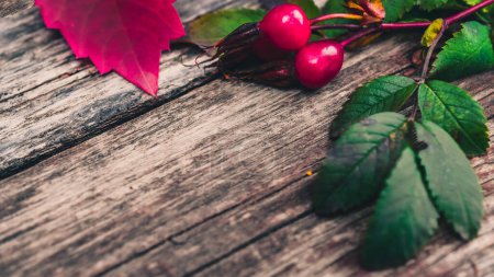 Foto de "naturaleza muerta de las plantas en otoño-roble, rosa mosqueta, uvas, hojas
" - Imagen libre de derechos