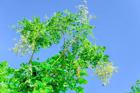 Foto de Sophora japonica flower blooming on tree under blue sky in Vietnam - Imagen libre de derechos