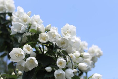 Téléchargez les photos : Jasmin blanc dans le jardin - en image libre de droit
