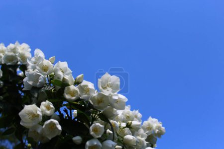 Téléchargez les photos : Jasmin blanc dans le jardin - en image libre de droit