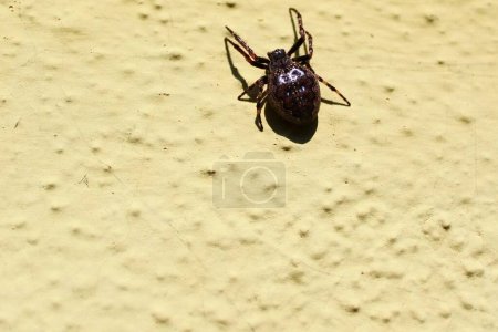 Photo for Walnut orb-weaver spider on the wall - Royalty Free Image