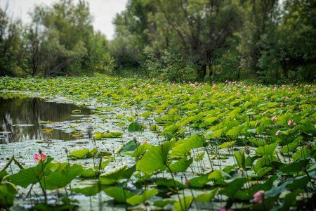 Foto de Lago de loto en Rusia. Campo de loto - Imagen libre de derechos