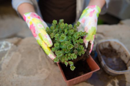 Foto de Las manos femeninas en los guantes de jardín trasplantan una flor - Imagen libre de derechos