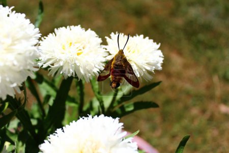 Photo for Hummingbird hawk moth on a flower - Royalty Free Image