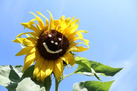 Photo for Sun flower with a funny face - Royalty Free Image