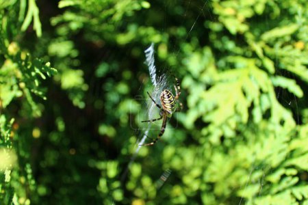 Téléchargez les photos : Guêpe araignée dans le jardin - en image libre de droit