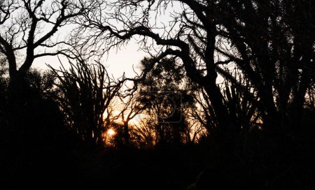 Foto de Puesta de sol sobre la selva malgache - Imagen libre de derechos