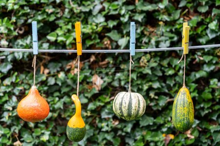 Photo for Some pumpkins hanging in garden - Royalty Free Image