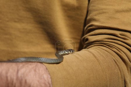 Foto de "las serpientes y los reptiles - la serpiente blanca" - Imagen libre de derechos