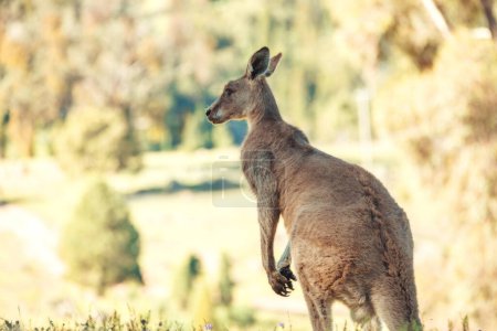 Téléchargez les photos : Australian native kangaroo in rural bushland - en image libre de droit