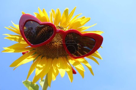 Téléchargez les photos : Tournesol avec lunettes de soleil sur ciel bleu - en image libre de droit
