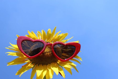 Photo for Sunflower with sunglasses over blue sky - Royalty Free Image