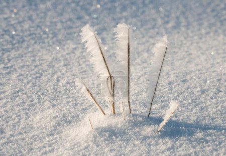 Foto de Rama de hierba congelada en campo de nieve. - Imagen libre de derechos