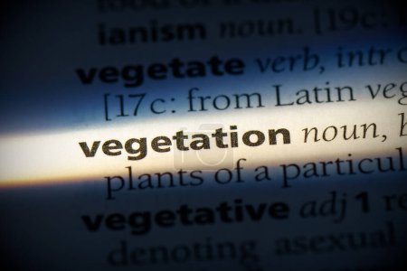 Téléchargez les photos : Mot végétal, surligné dans le dictionnaire, vue rapprochée - en image libre de droit
