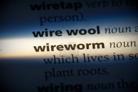 Téléchargez les photos : Wireworm mot, surligné dans le dictionnaire, vue rapprochée - en image libre de droit