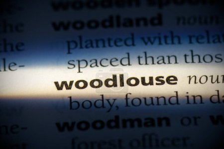 Téléchargez les photos : Mot de pou du bois, surligné dans le dictionnaire, vue rapprochée - en image libre de droit