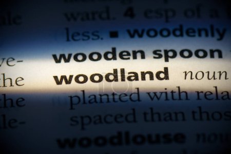 Foto de Palabra del bosque, resaltado en el diccionario, vista de cerca - Imagen libre de derechos
