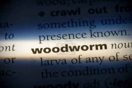Foto de Palabra woodworm, resaltado en el diccionario, vista de cerca - Imagen libre de derechos