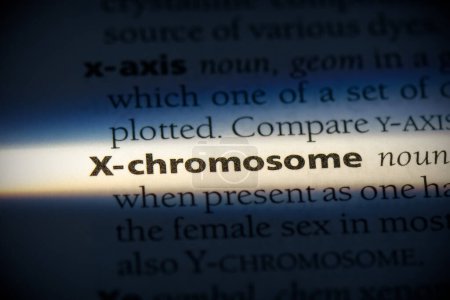 Téléchargez les photos : X-chromosome word, surligné dans le dictionnaire, vue rapprochée - en image libre de droit