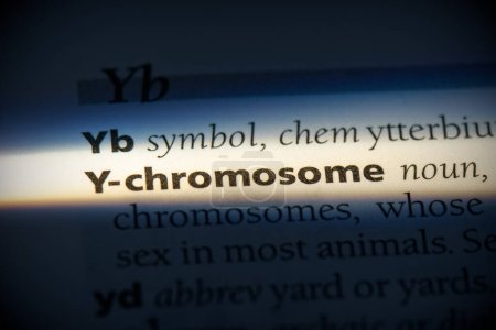 Foto de Palabra y-cromosoma, resaltado en el diccionario, vista de cerca - Imagen libre de derechos