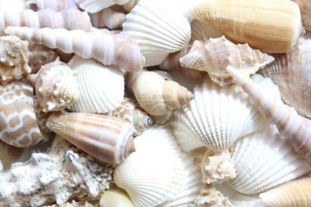 Photo for Many different shells background - Royalty Free Image