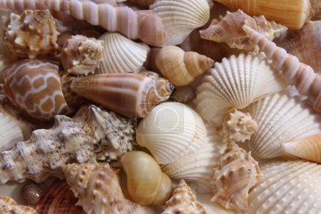 Photo for Many different shells background - Royalty Free Image