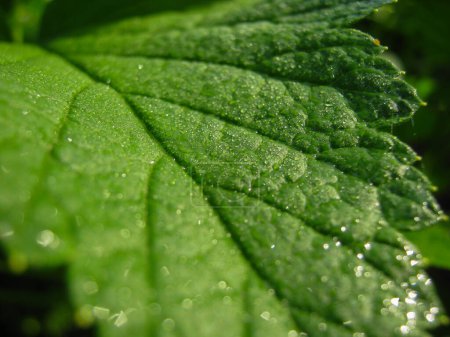 Photo for Beautiful leaf with dew - Royalty Free Image