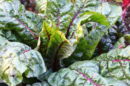 Photo for Chard in the garden - Royalty Free Image