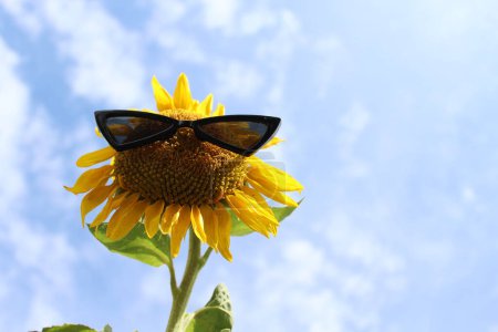 Photo for Sunflower with sunglasses close-up view - Royalty Free Image